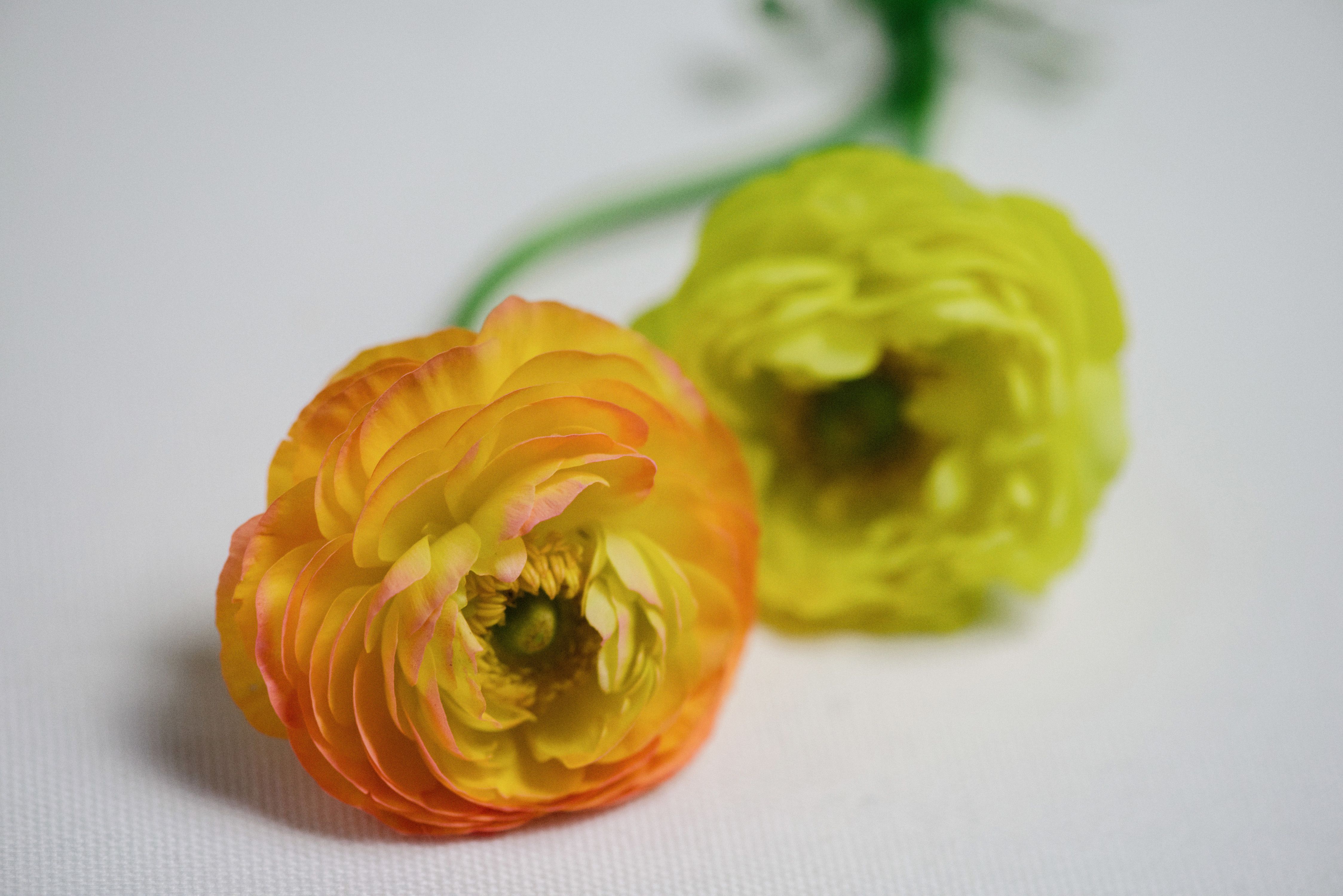 129 Tiger Lily on Yellow Ranunculus